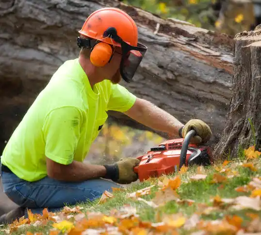 tree services South Mills